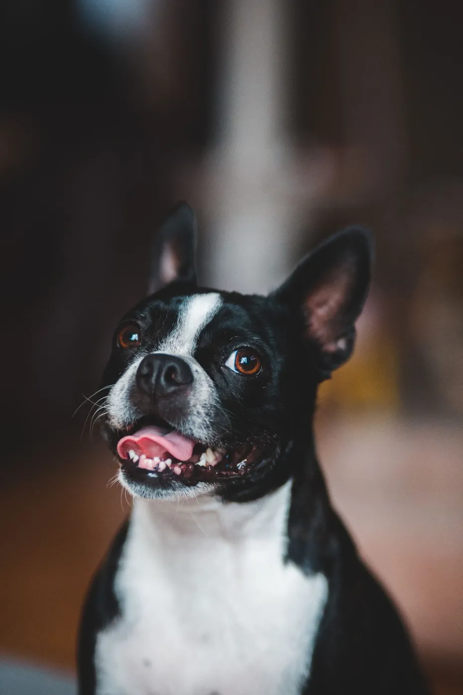 保育園で笑顔の犬