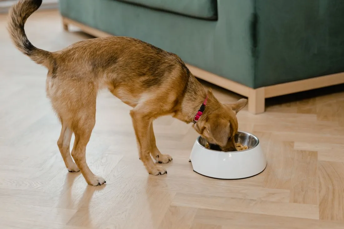 落ち着いてごはんを待つ犬
