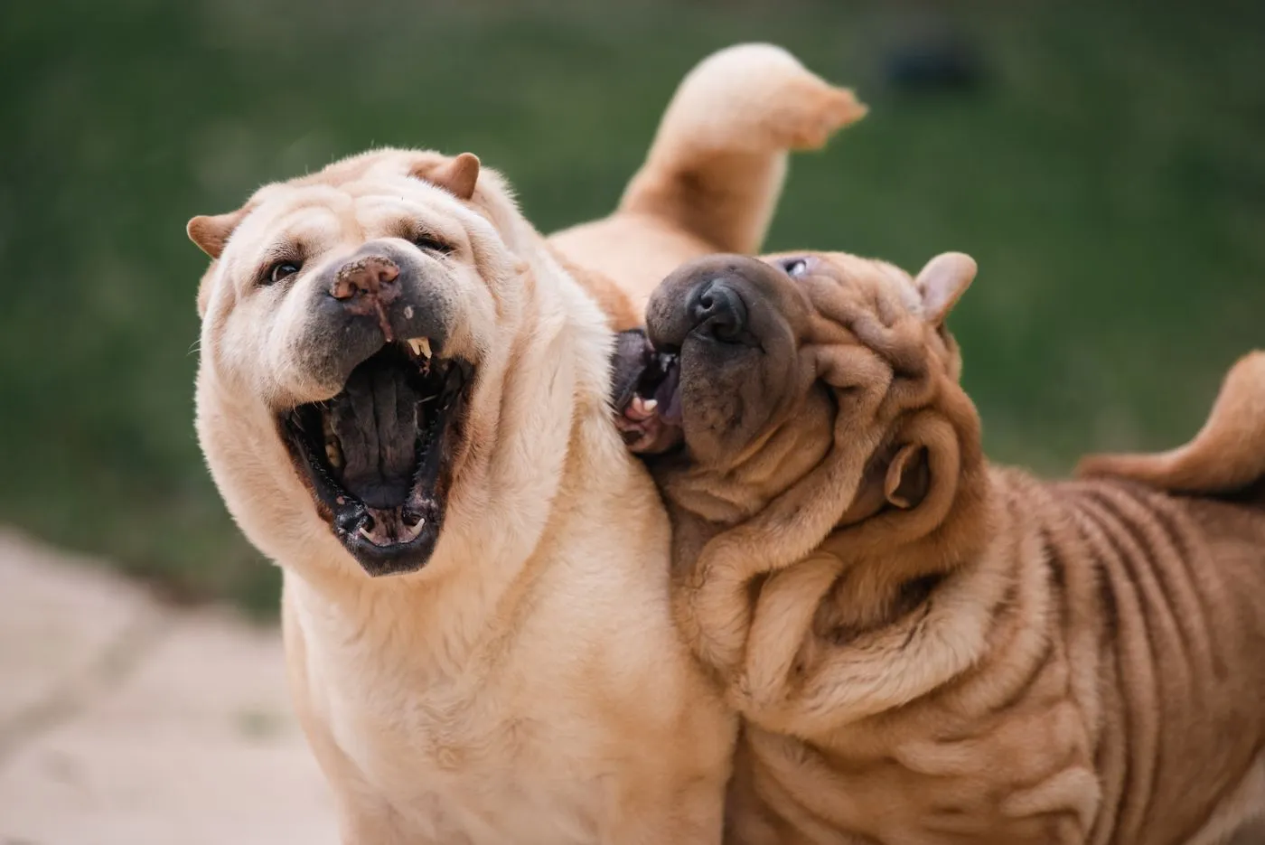 運動会の練習をする犬たち