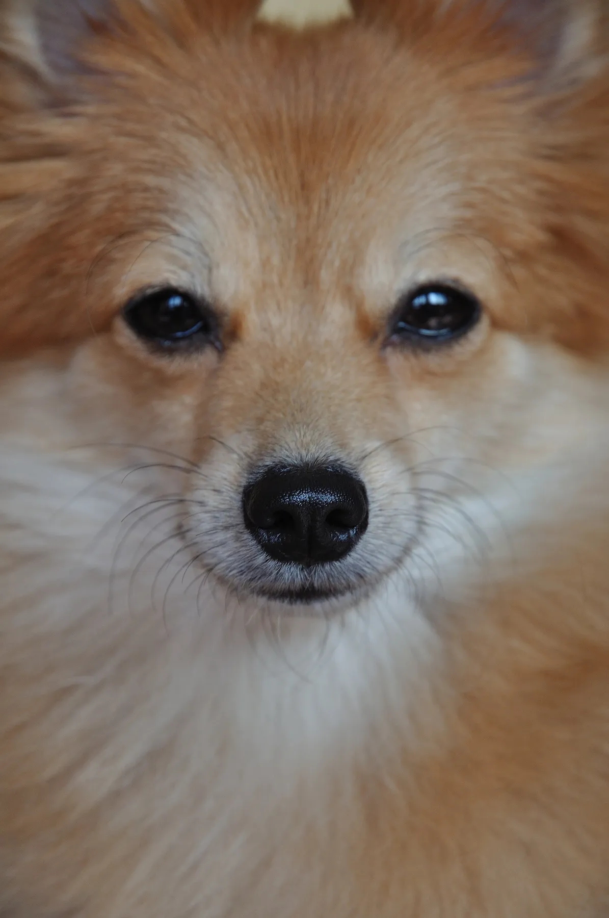 ポメラニアン