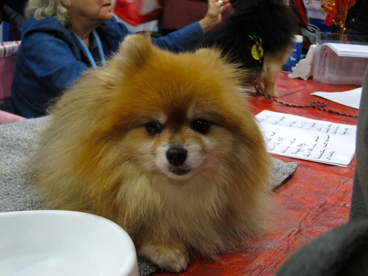 ポメラニアン