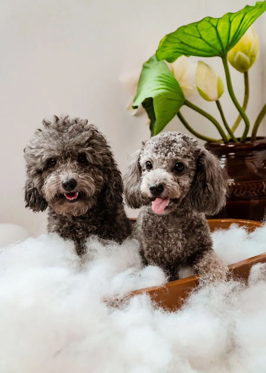 はじめてのトリミングを待つ犬